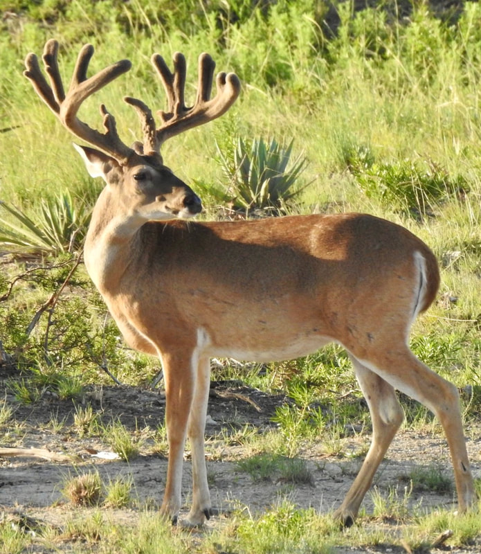 Wildlife at Wolf Ranch